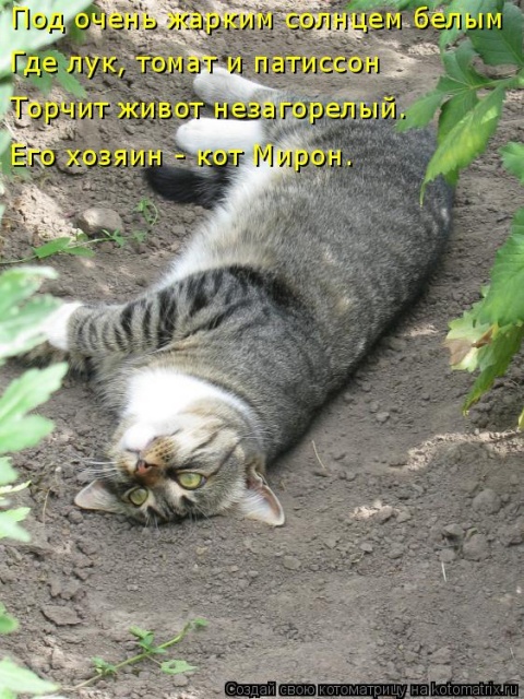 Лучшие котоматрицы недели