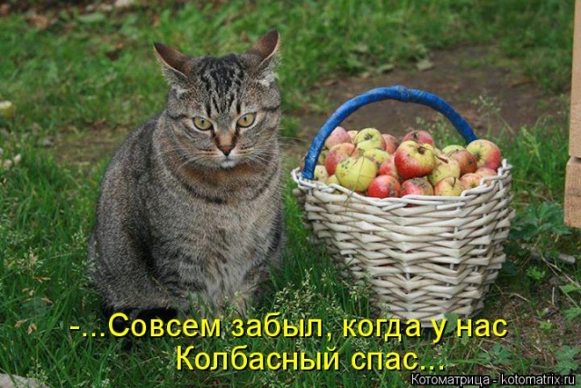 Лучшие котоматрицы недели