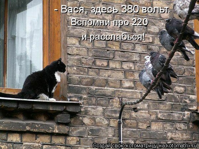 Лучшие котоматрицы недели