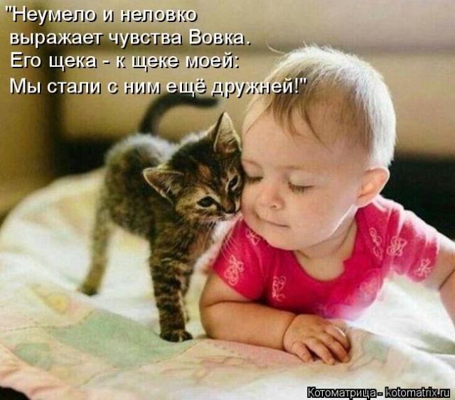 Лучшие котоматрицы недели
