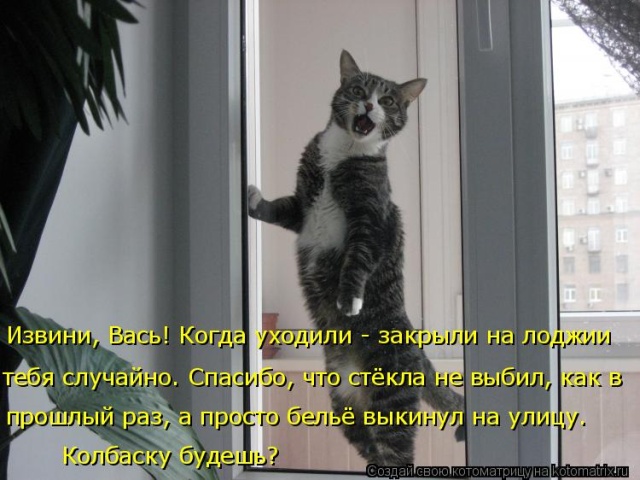 Лучшие котоматрицы недели