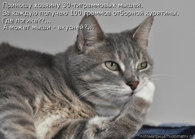 Лучшие котоматрицы недели