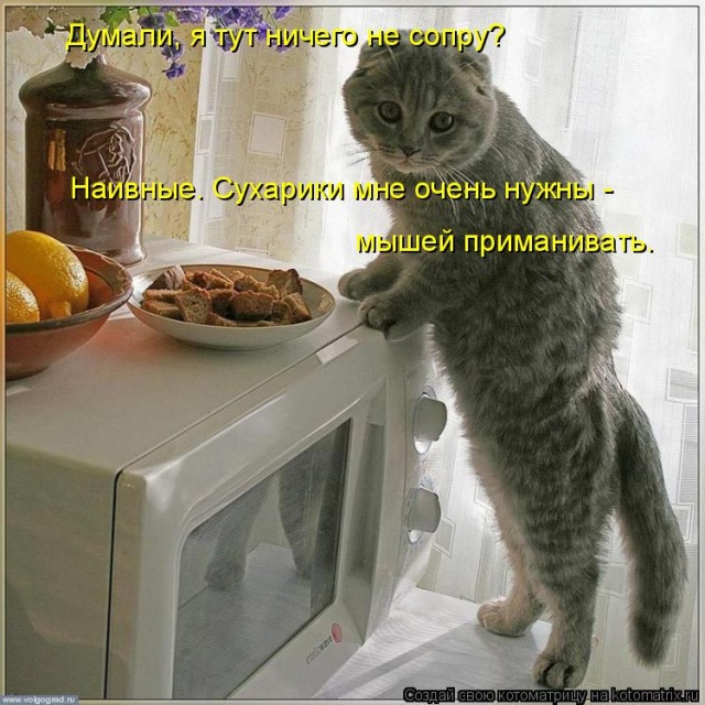 Лучшие котоматрицы недели