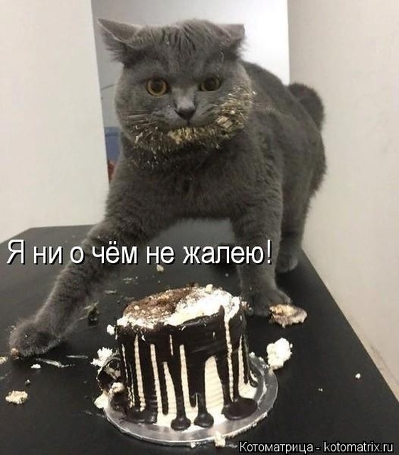 Лучшие котоматрицы недели