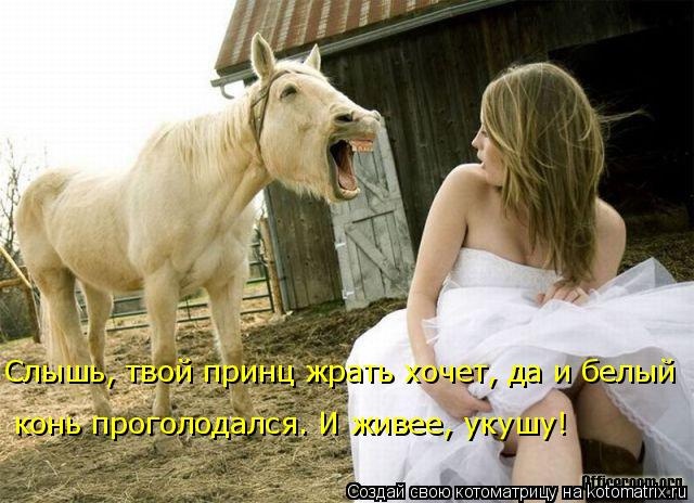Лучшие котоматрицы недели