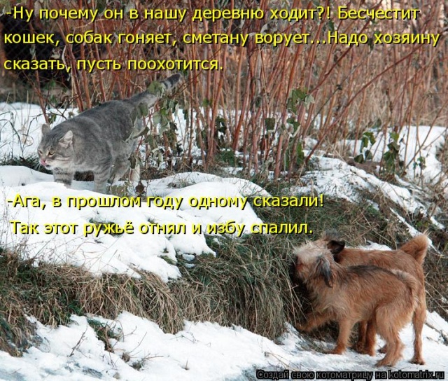 Лучшие котоматрицы недели