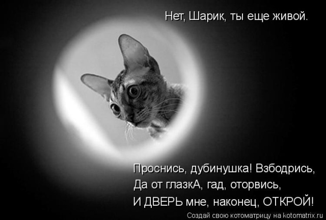 Лучшие котоматрицы недели
