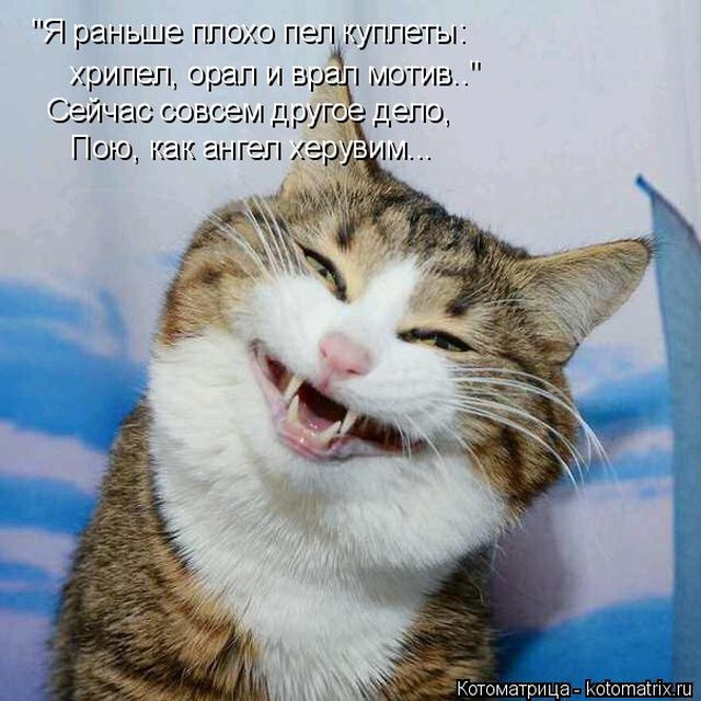 Лучшие котоматрицы недели
