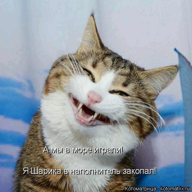 Лучшие котоматрицы недели