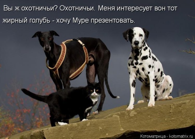 Лучшие котоматрицы недели
