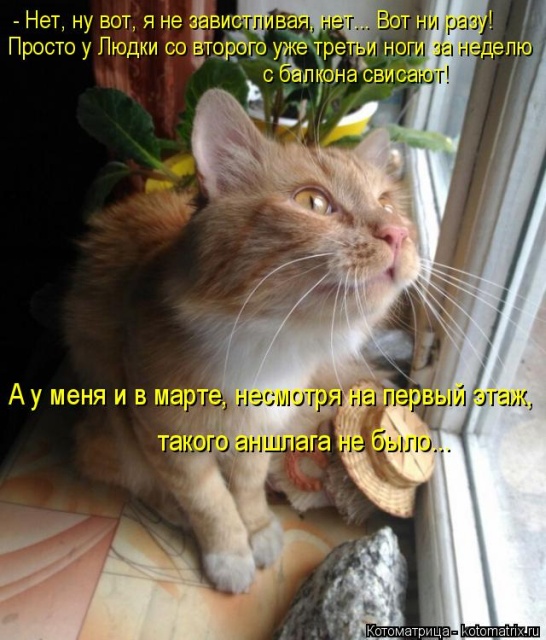 Лучшие котоматрицы недели