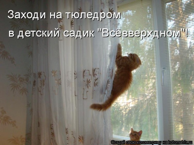 Лучшие котоматрицы недели