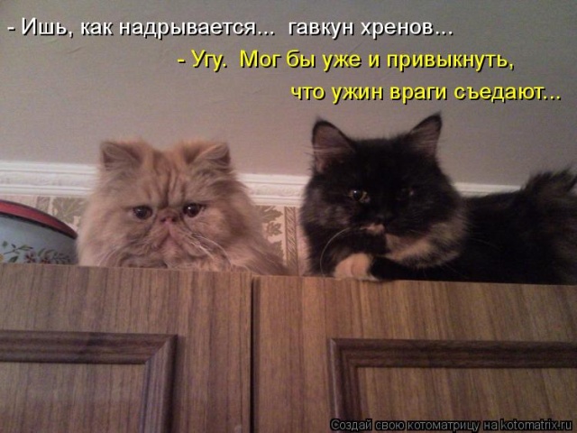Лучшие котоматрицы недели