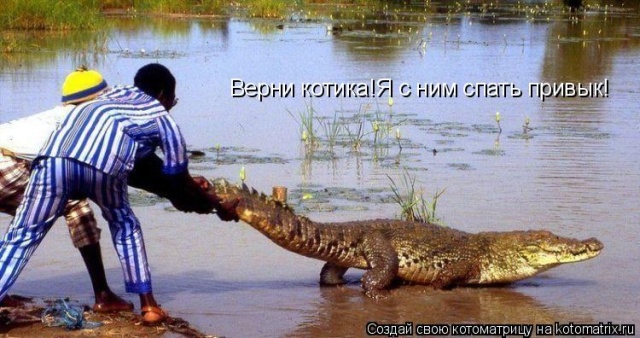 Лучшие котоматрицы недели