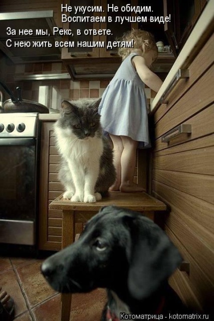Лучшие котоматрицы недели