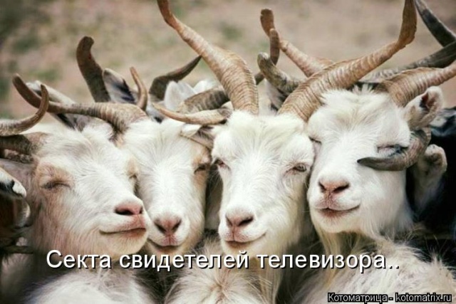 Лучшие котоматрицы недели