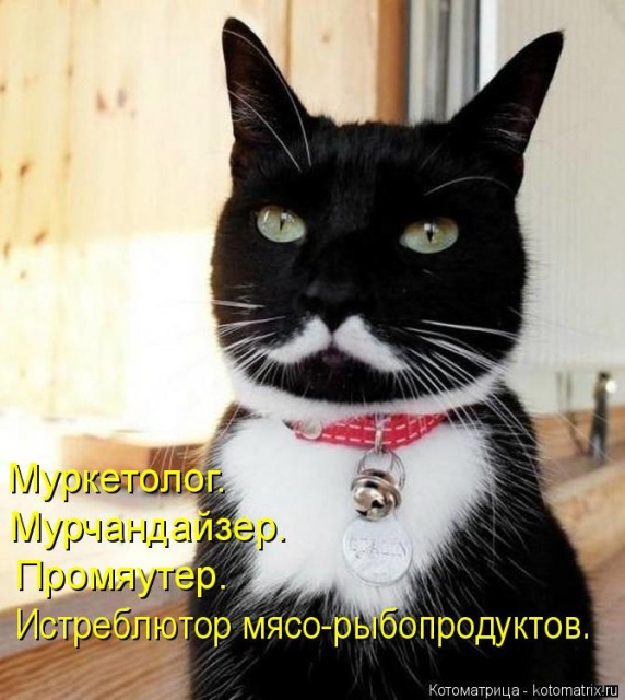 Лучшие котоматрицы недели