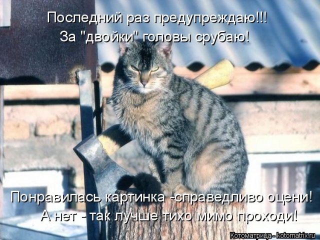 Лучшие котоматрицы недели