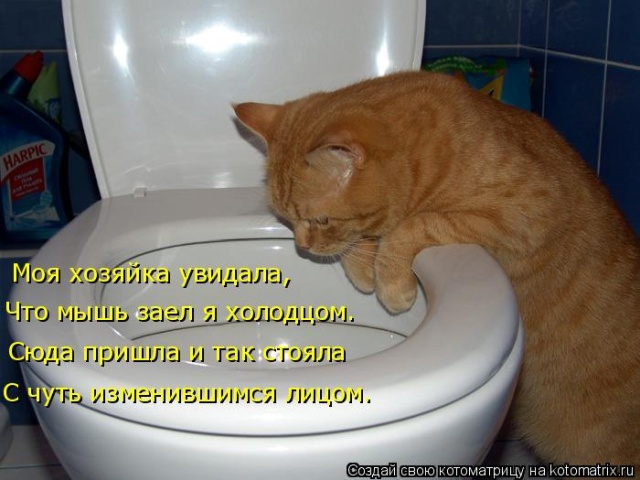 Лучшие котоматрицы недели