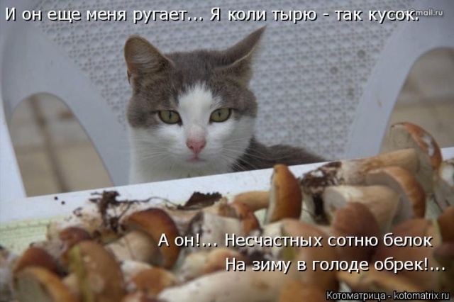 Лучшие котоматрицы недели