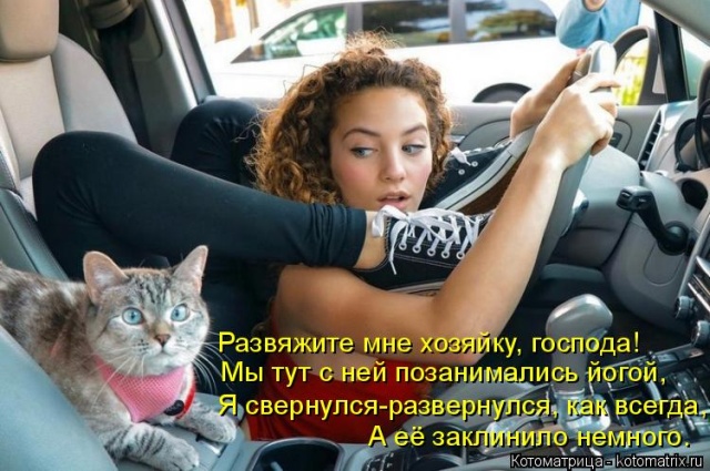 Лучшие котоматрицы недели