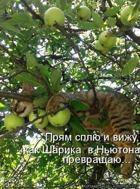 Лучшие котоматрицы недели
