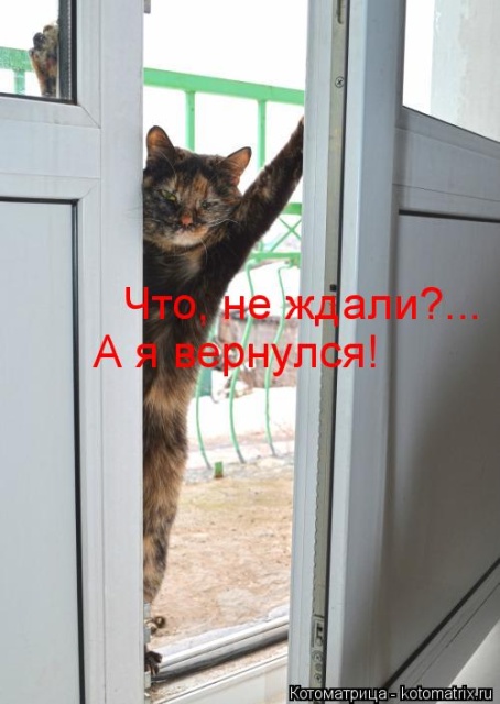 Лучшие котоматрицы недели