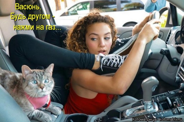 Лучшие котоматрицы недели