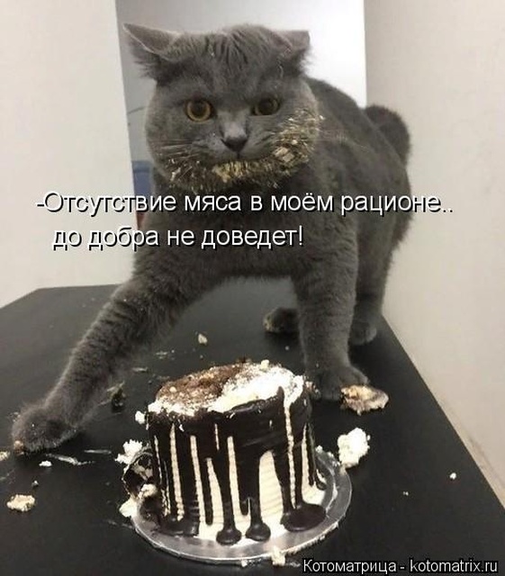 Лучшие котоматрицы недели