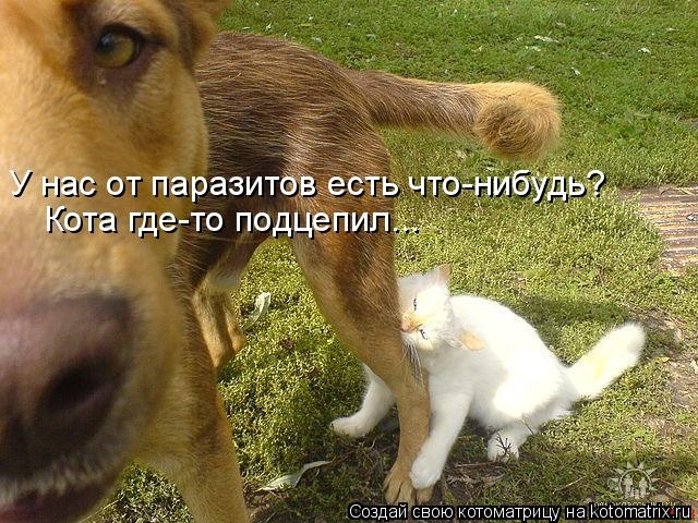 Лучшие котоматрицы недели