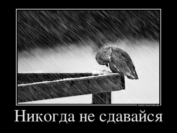 Демотиваторы (66 фото)