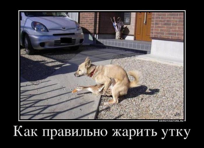 Демотиваторы (66 фото)
