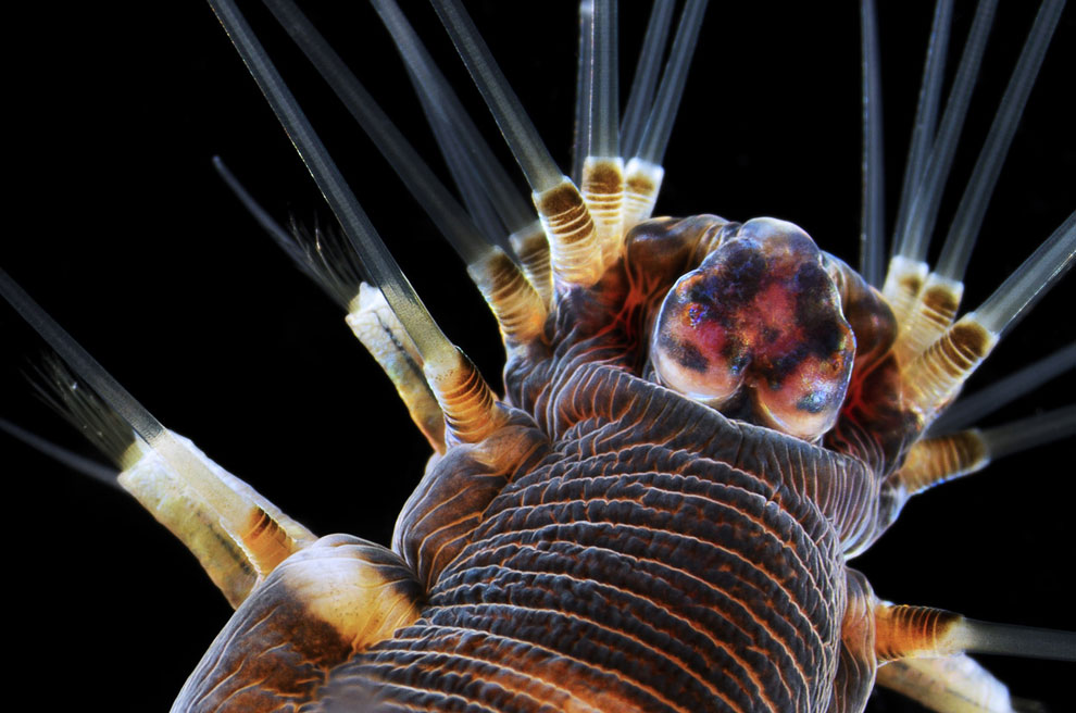 Конкурс микрофотографии Nikon Small World 2013