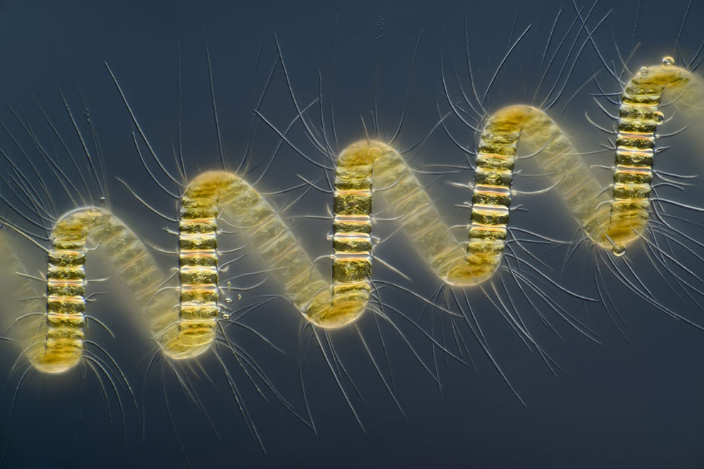 Конкурс микрофотографии Nikon Small World 2013