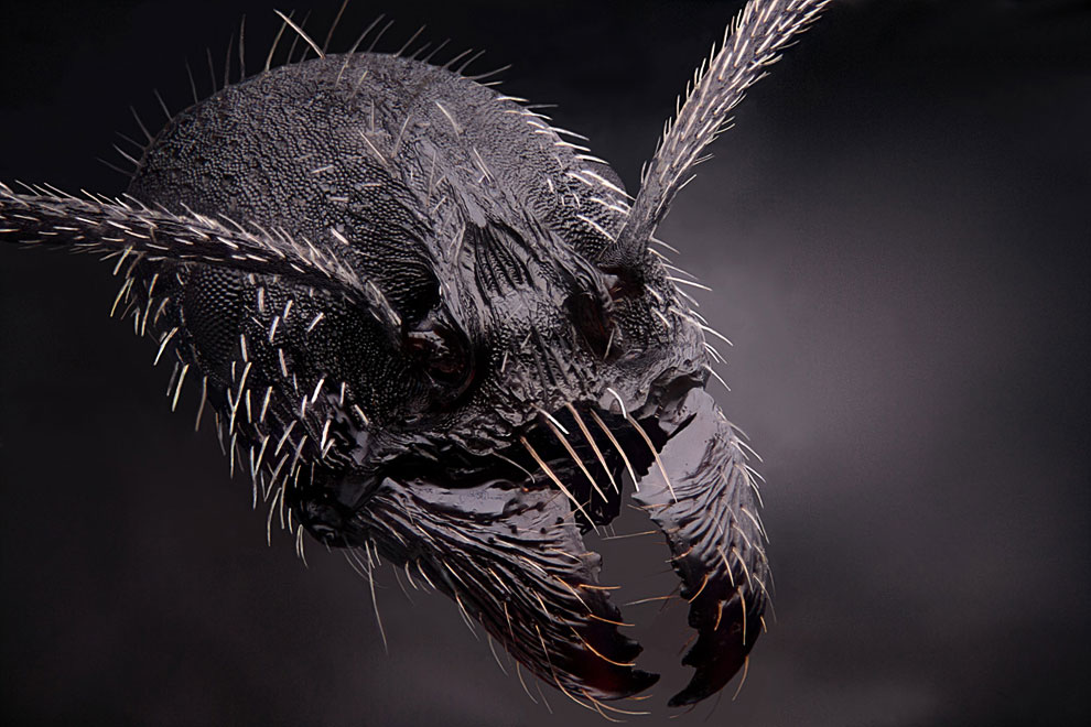 Конкурс микрофотографии Nikon Small World 2013