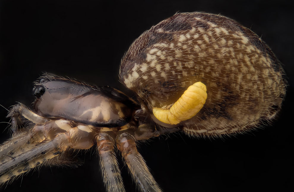 Конкурс микрофотографии Nikon Small World 2013