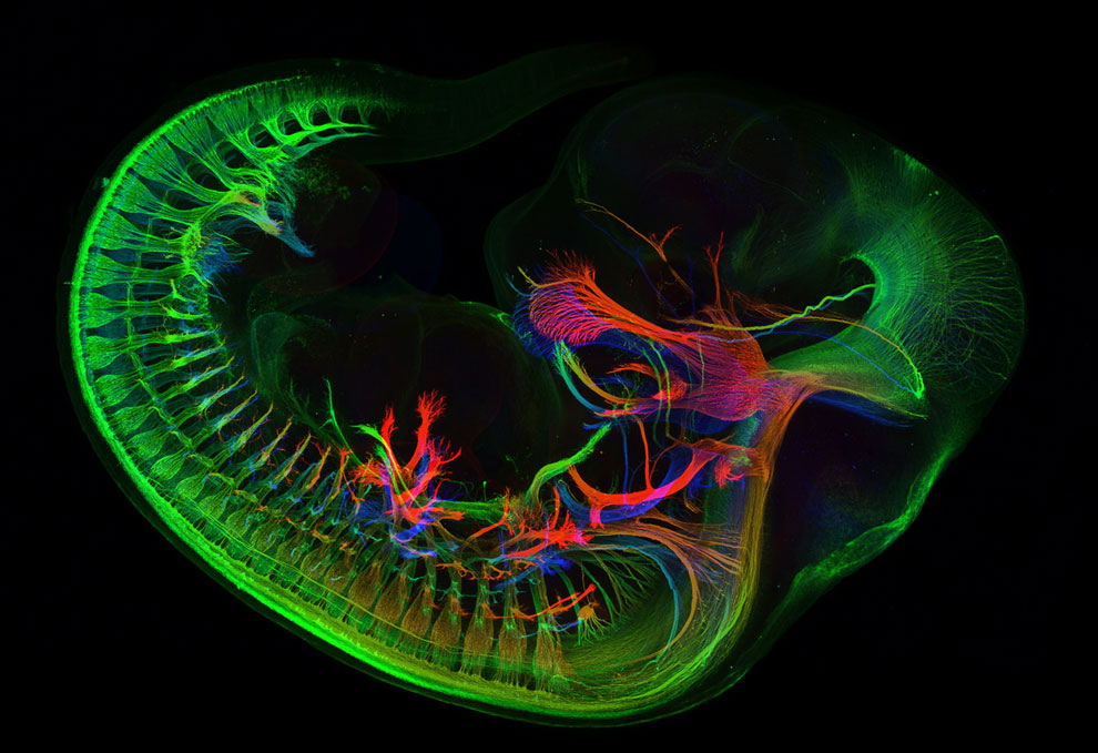 Конкурс микрофотографии Nikon Small World 2013