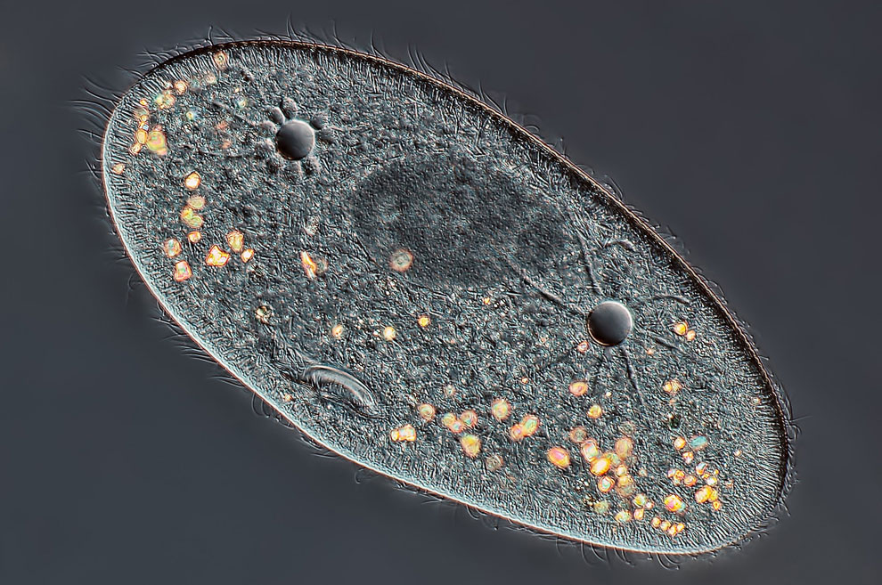 Конкурс микрофотографии Nikon Small World 2013