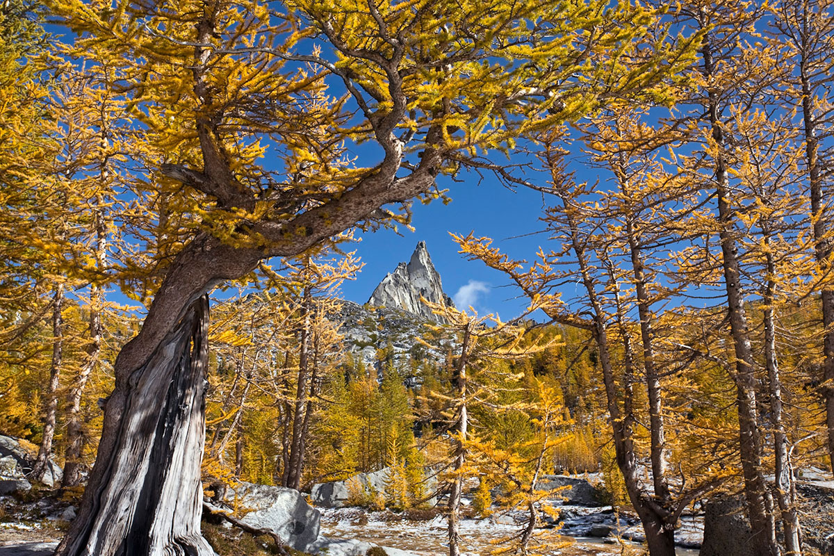 Восхитительная дикая природа в фотографиях с конкурса «Wilderness Forever»