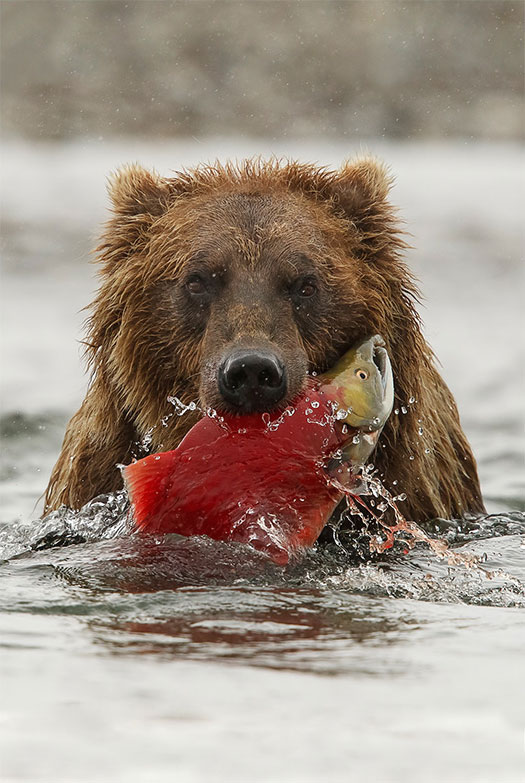 Восхитительная дикая природа в фотографиях с конкурса «Wilderness Forever»