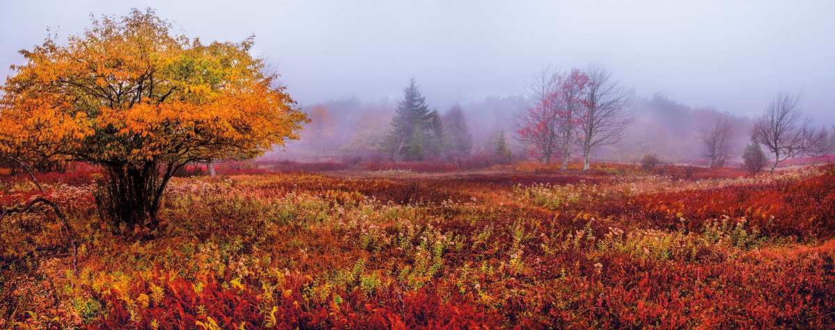 Восхитительная дикая природа в фотографиях с конкурса «Wilderness Forever»