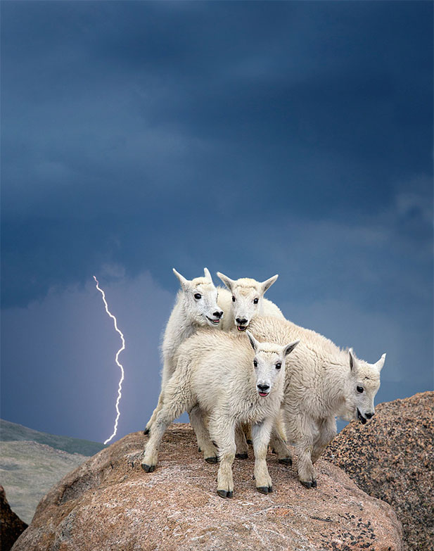 Восхитительная дикая природа в фотографиях с конкурса «Wilderness Forever»