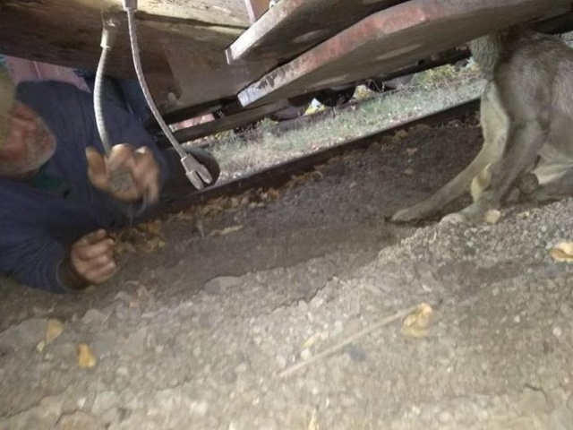 Спасение собаки, которая застряла на территории завода