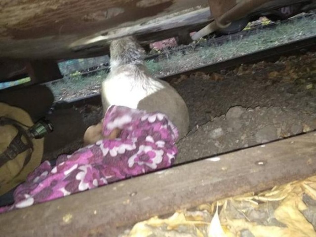 Спасение собаки, которая застряла на территории завода