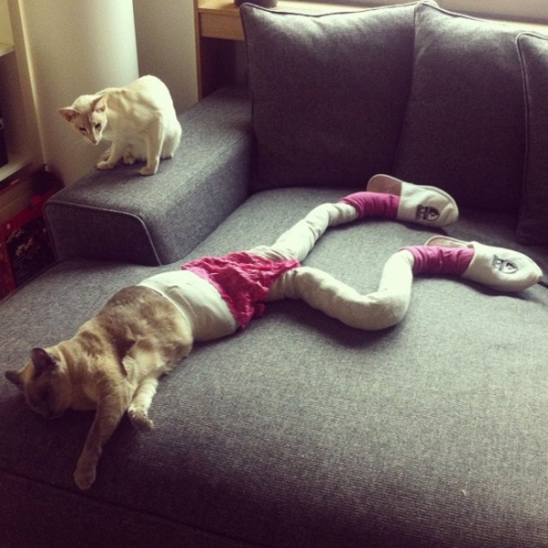 Коты в колготках