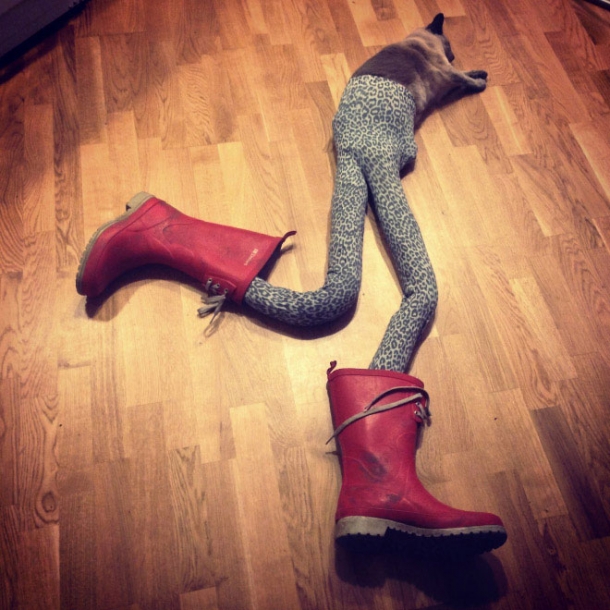 Коты в колготках