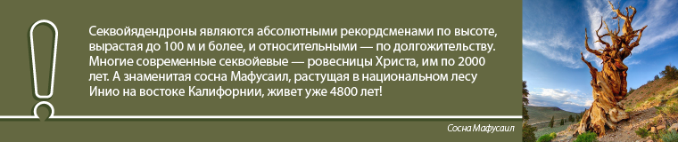 Секвойя: дерево-гигант Секвойя: дерево-гигант