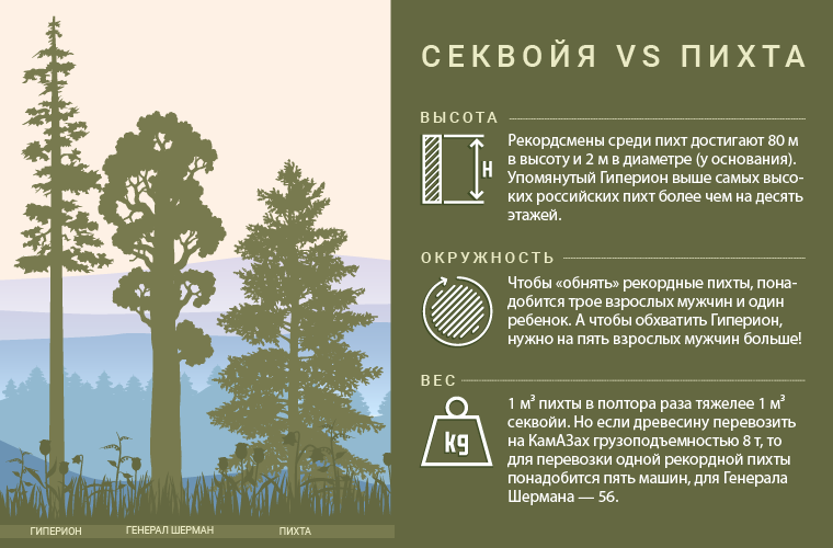 Секвойя: дерево-гигант Секвойя: дерево-гигант